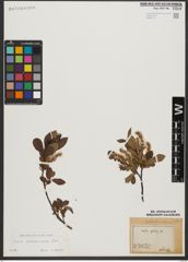 Foto von Salix waldsteiniana Willd.